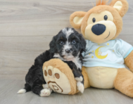 8 week old Mini Bernedoodle Puppy For Sale - Premier Pups