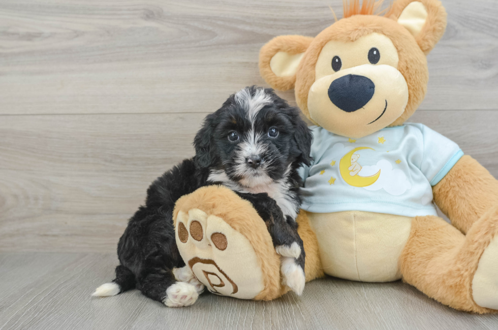 6 week old Mini Bernedoodle Puppy For Sale - Premier Pups