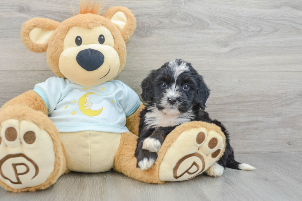 Cute Mini Bernedoodle Baby