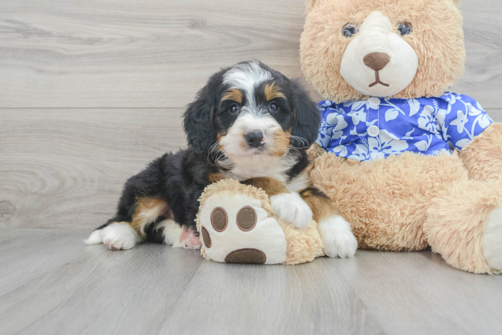 Best Mini Bernedoodle Baby