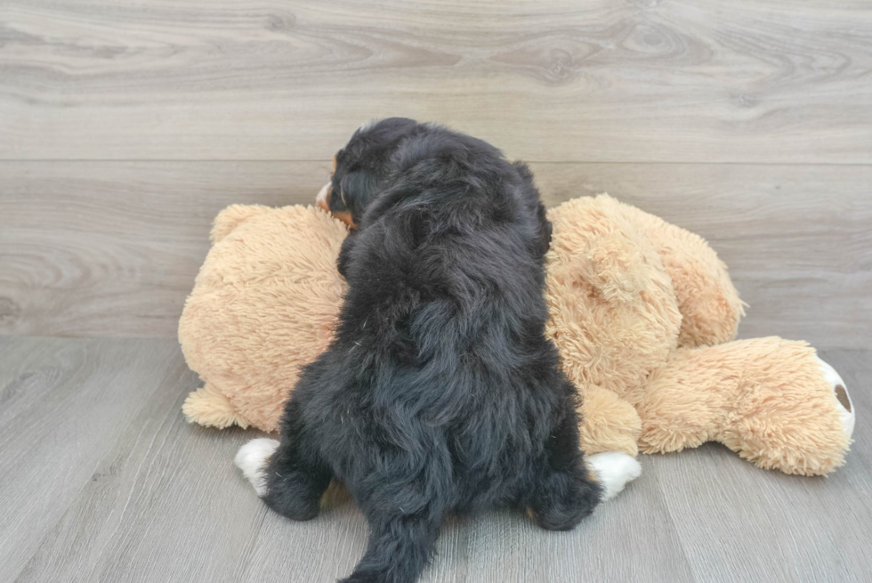 Adorable Mini Berniedoodle Poodle Mix Puppy