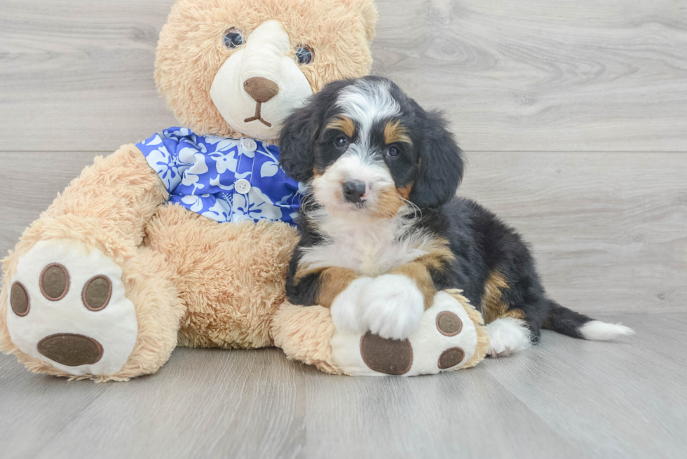 Cute Mini Bernedoodle Baby