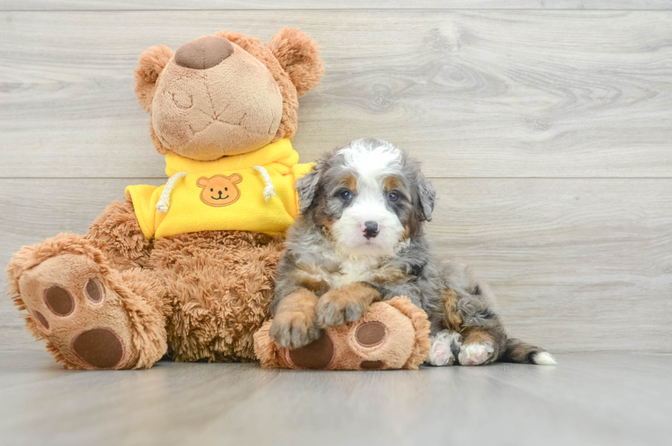 6 week old Mini Bernedoodle Puppy For Sale - Premier Pups