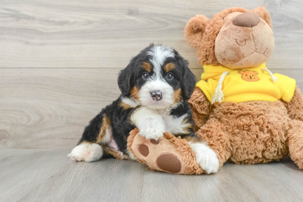 Sweet Mini Bernedoodle Baby