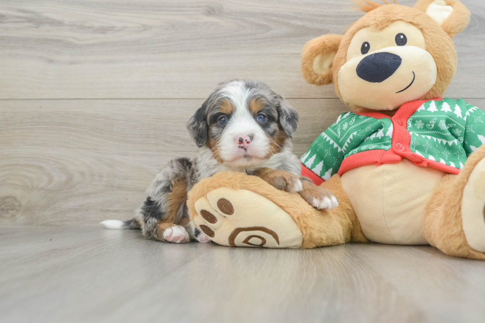 Best Mini Bernedoodle Baby