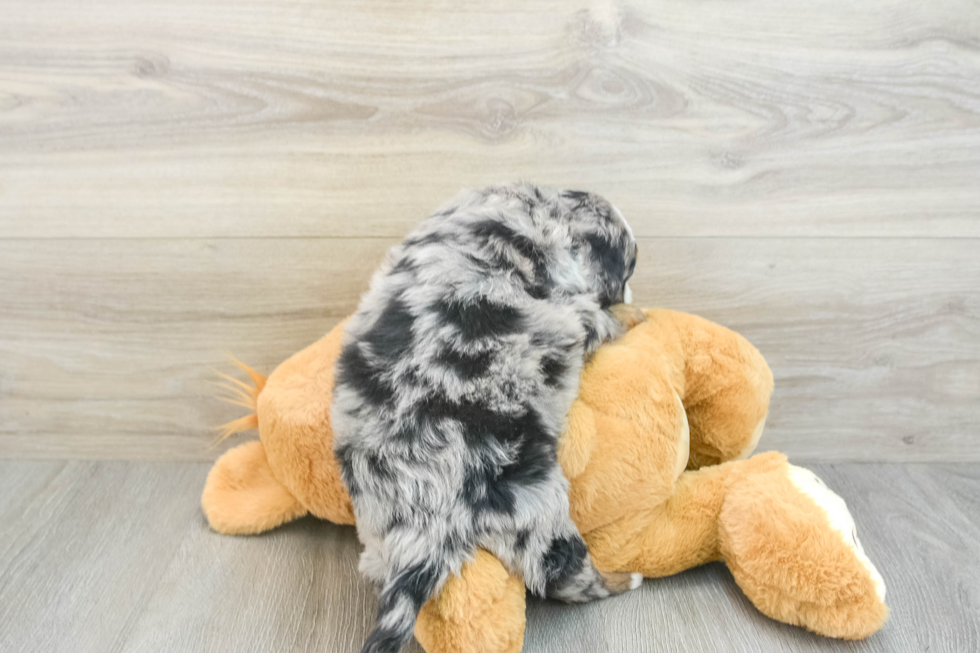 Small Mini Bernedoodle Baby