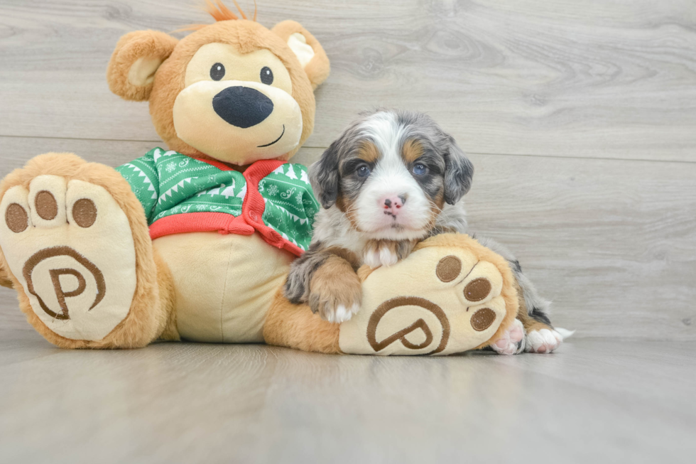 Mini Bernedoodle Pup Being Cute