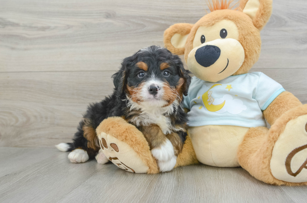 6 week old Mini Bernedoodle Puppy For Sale - Premier Pups