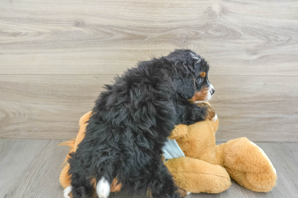 Mini Bernedoodle Puppy for Adoption