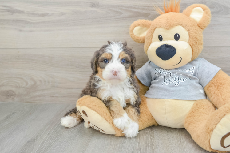 Best Mini Bernedoodle Baby