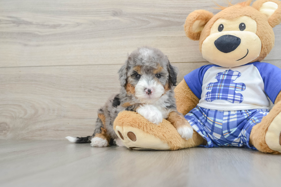 Cute Mini Bernedoodle Baby