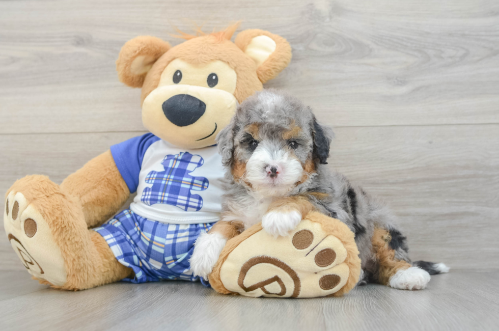5 week old Mini Bernedoodle Puppy For Sale - Premier Pups