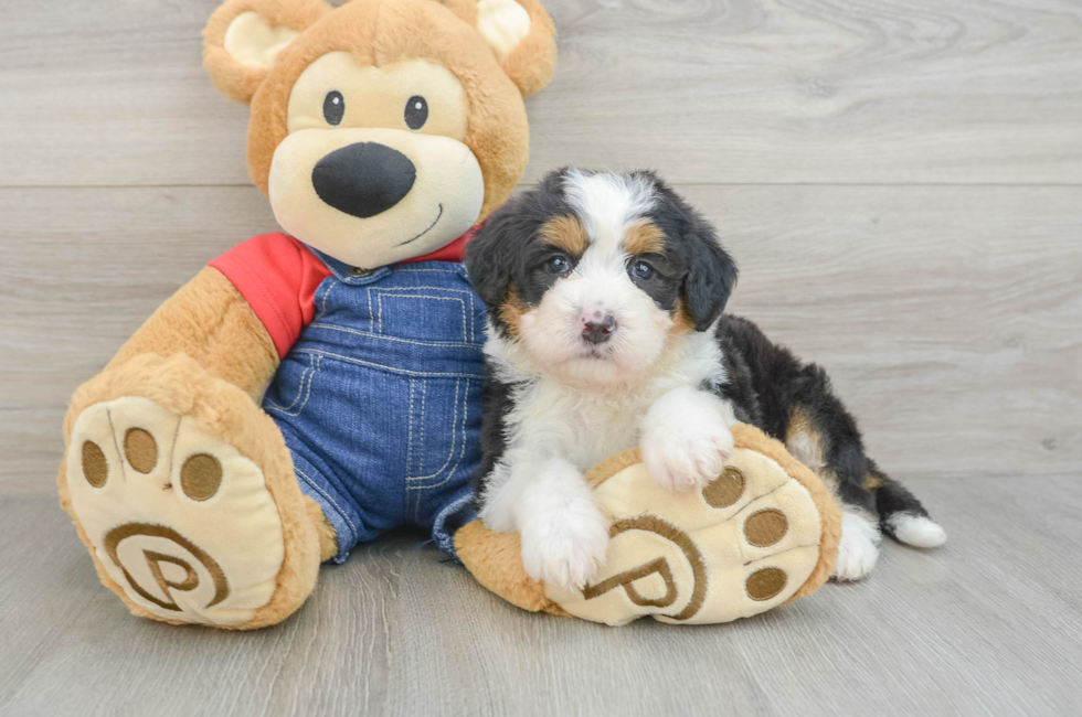 5 week old Mini Bernedoodle Puppy For Sale - Premier Pups