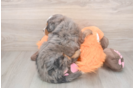 Cute Mini Bernedoodle Baby