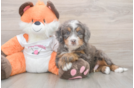 Small Mini Bernedoodle Baby