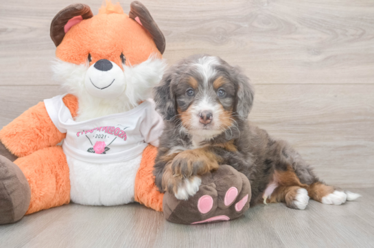 Small Mini Bernedoodle Baby