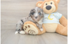 Mini Bernedoodle Pup Being Cute