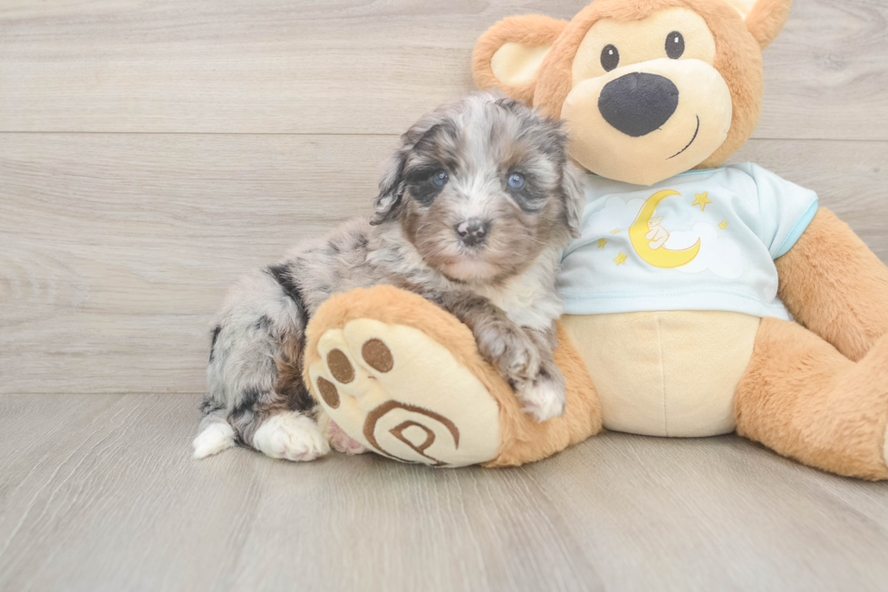 Mini Bernedoodle Pup Being Cute