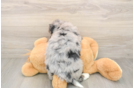 Best Mini Bernedoodle Baby
