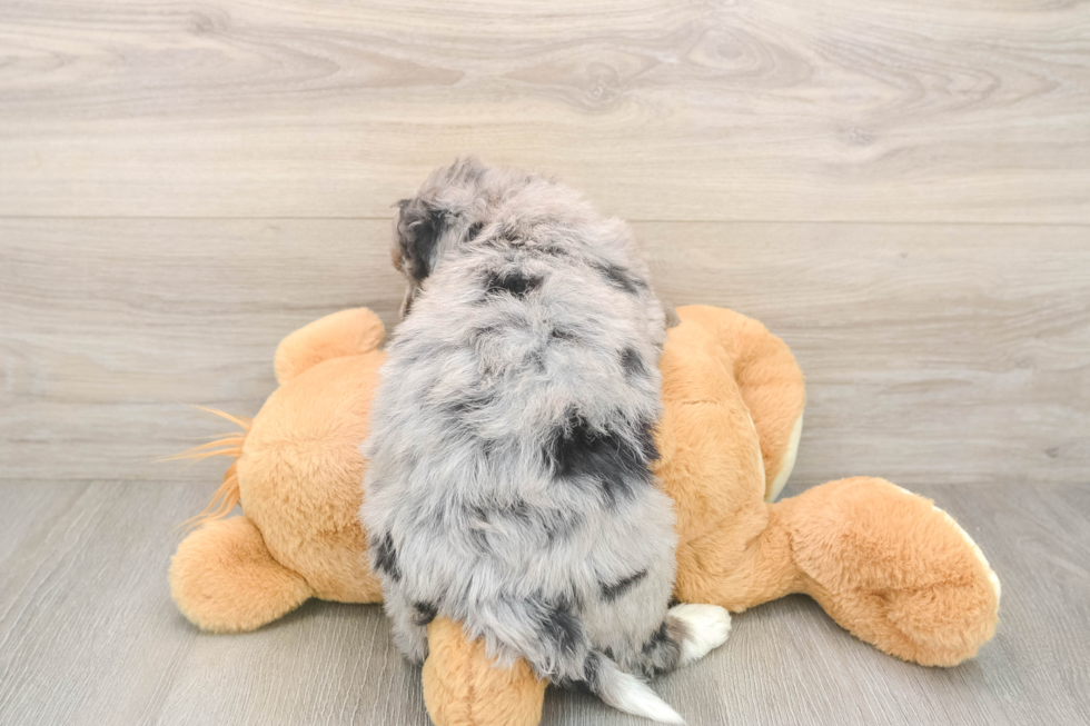 Best Mini Bernedoodle Baby