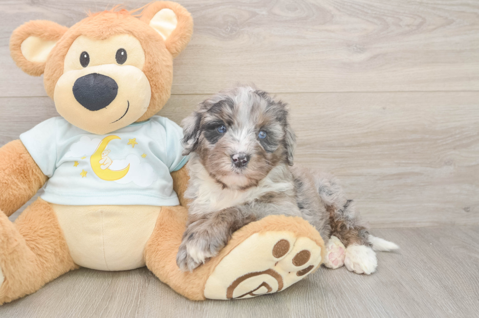 5 week old Mini Bernedoodle Puppy For Sale - Premier Pups