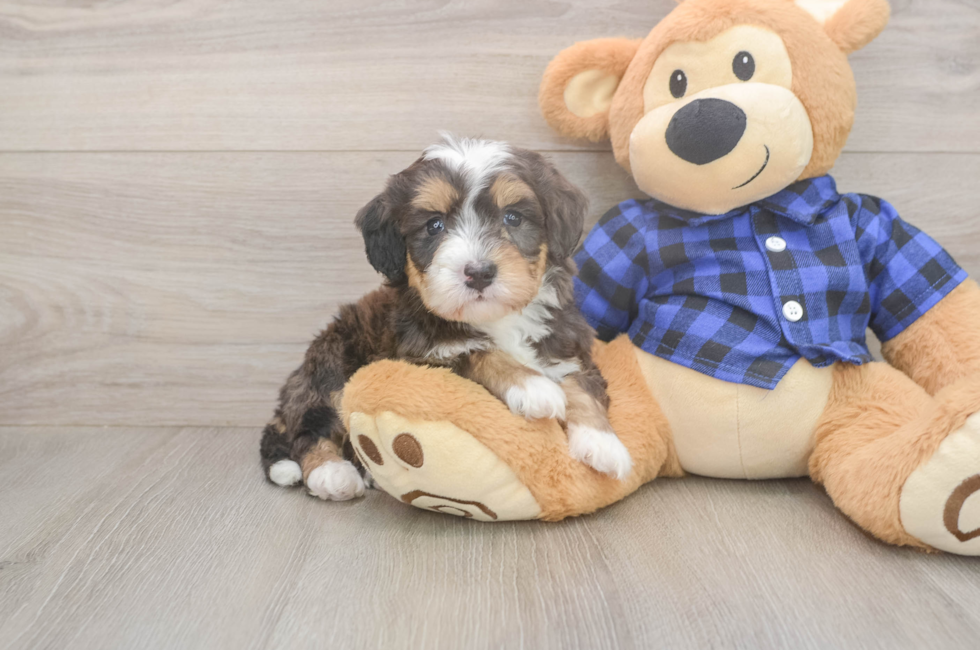 5 week old Mini Bernedoodle Puppy For Sale - Premier Pups
