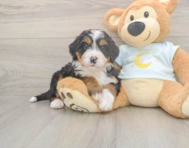 5 week old Mini Bernedoodle Puppy For Sale - Premier Pups