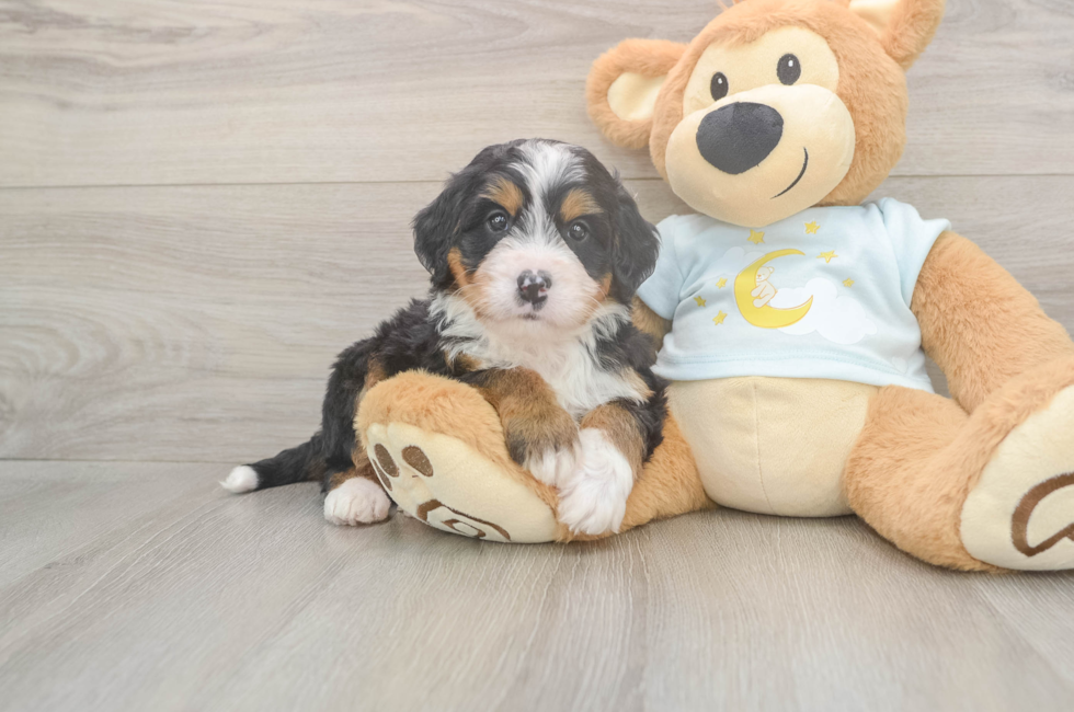 5 week old Mini Bernedoodle Puppy For Sale - Premier Pups