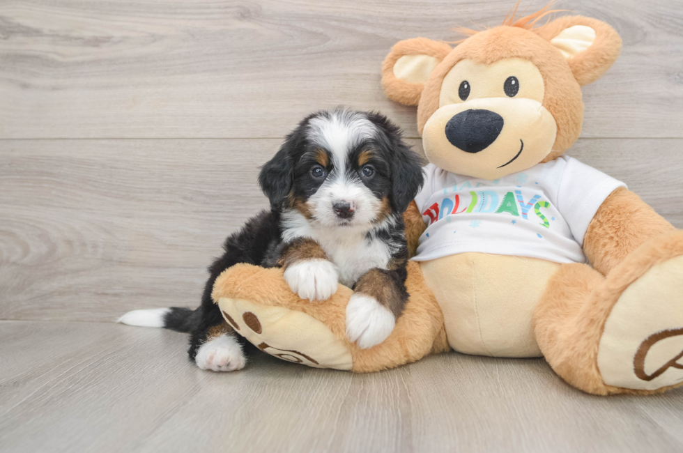 5 week old Mini Bernedoodle Puppy For Sale - Premier Pups