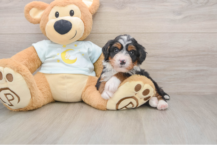 Happy Mini Bernedoodle Baby