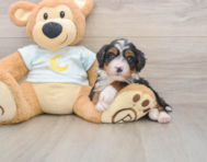 5 week old Mini Bernedoodle Puppy For Sale - Premier Pups