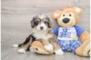 Mini Bernedoodle Puppy for Adoption