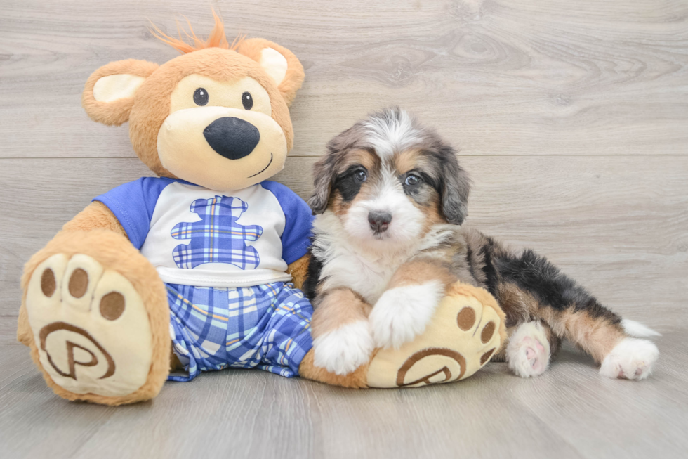 Cute Mini Bernedoodle Baby