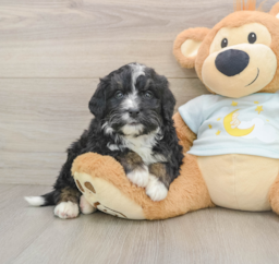 6 week old Mini Bernedoodle Puppy For Sale - Premier Pups