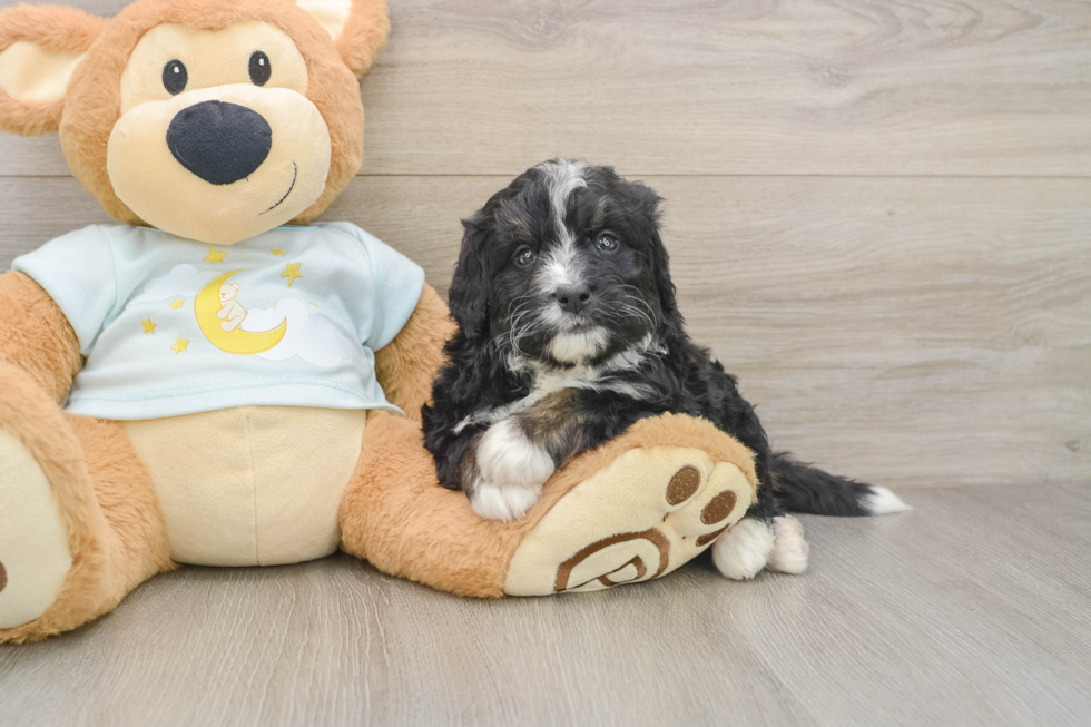 Mini Bernedoodle Pup Being Cute