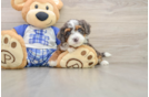 Mini Bernedoodle Pup Being Cute