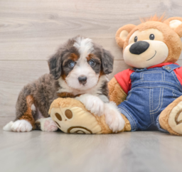 5 week old Mini Bernedoodle Puppy For Sale - Premier Pups