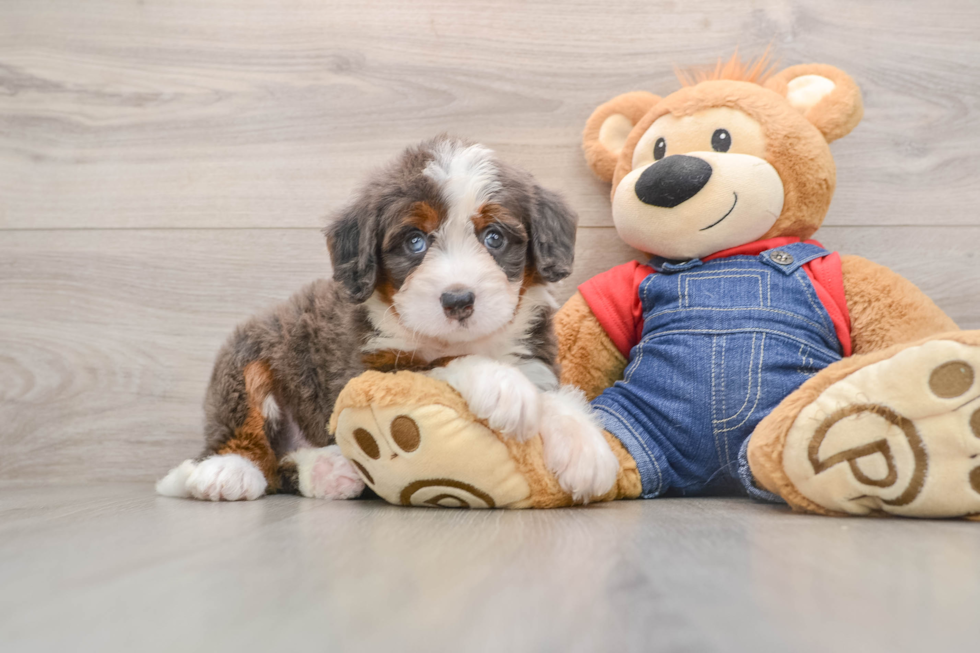 Mini Bernedoodle Pup Being Cute