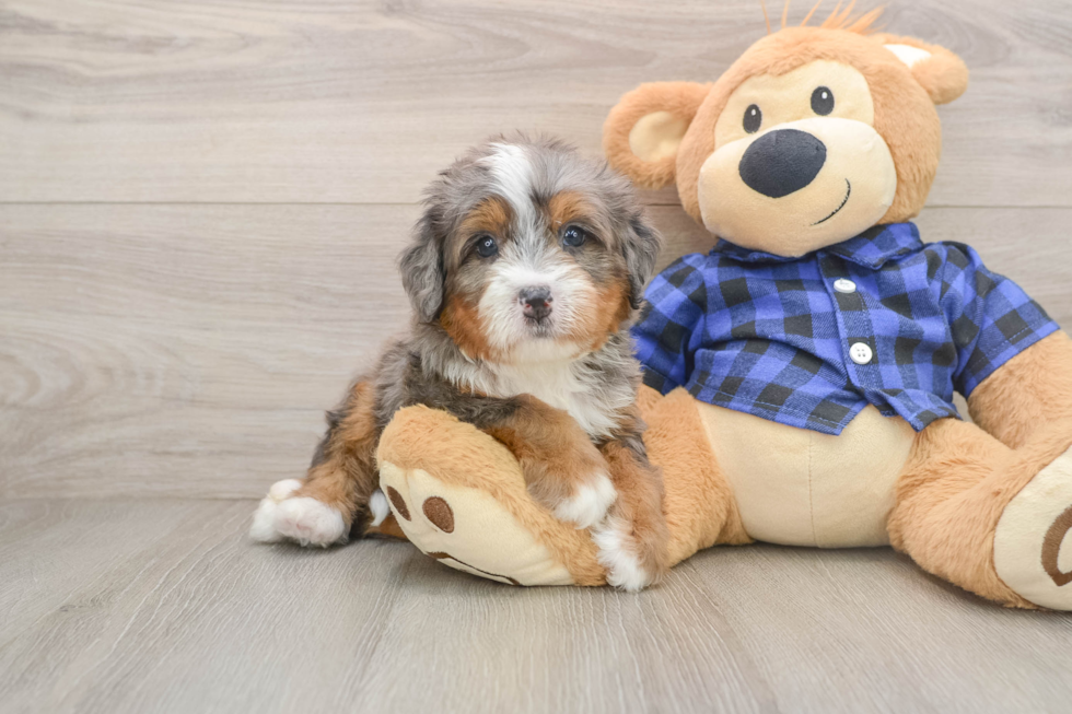 Mini Bernedoodle Pup Being Cute
