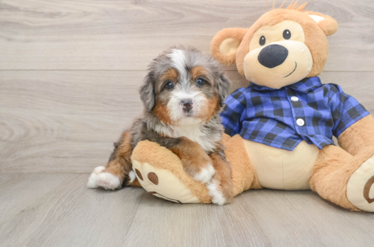 Mini Bernedoodle Pup Being Cute