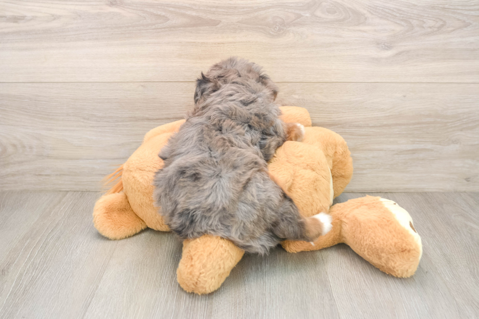 Popular Mini Bernedoodle Poodle Mix Pup