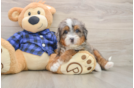 Mini Bernedoodle Puppy for Adoption