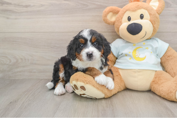 Best Mini Bernedoodle Baby