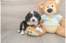Best Mini Bernedoodle Baby