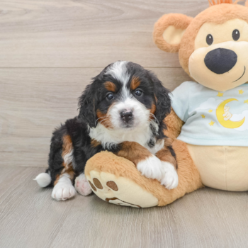 Best Mini Bernedoodle Baby