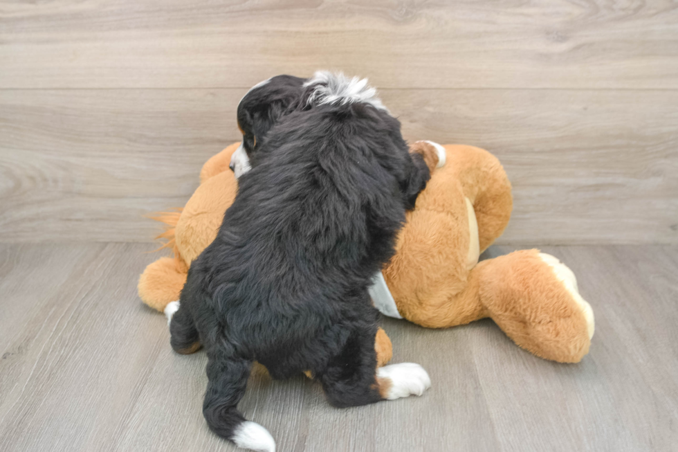 Playful Mini Bernesedoodle Poodle Mix Puppy