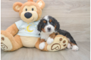 Mini Bernedoodle Puppy for Adoption