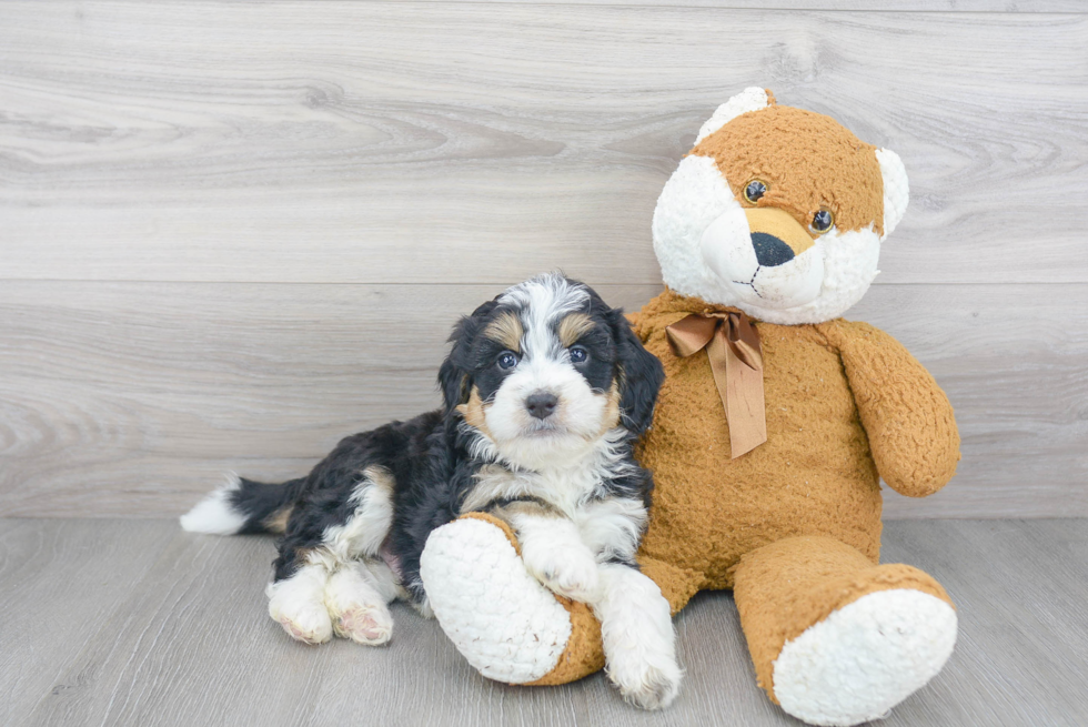 Adorable Bernadoodle Poodle Mix Puppy