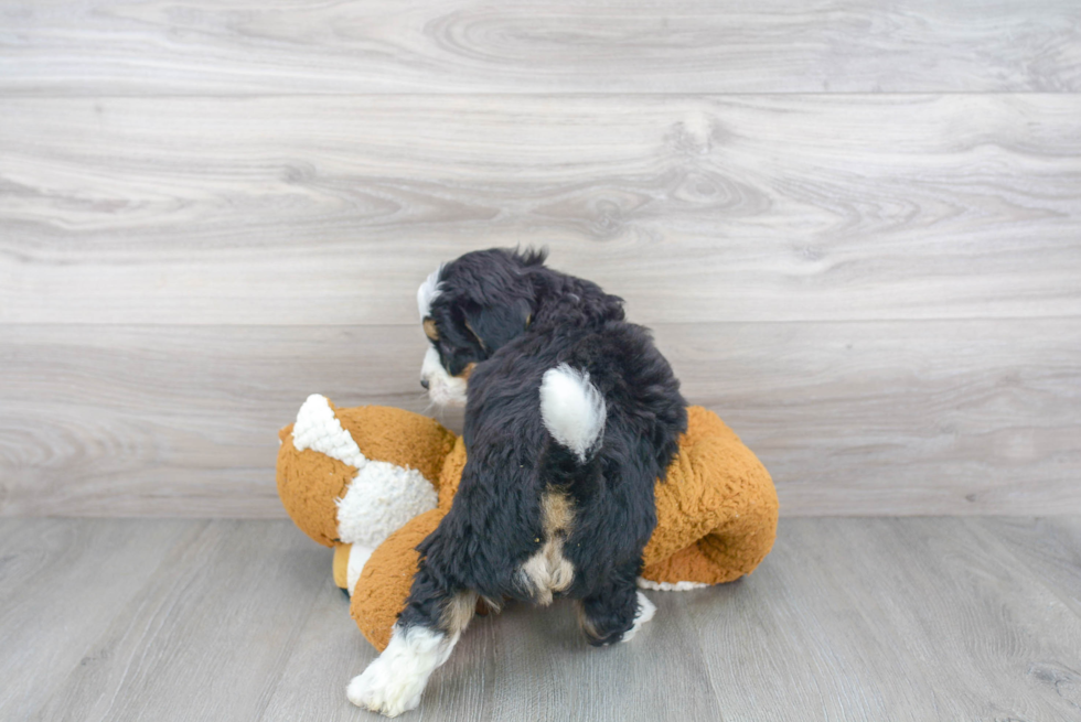 Happy Mini Bernedoodle Baby