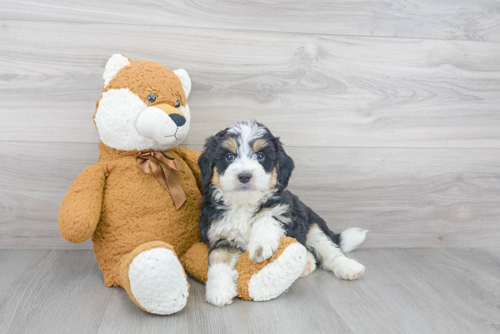 Cute Mini Bernedoodle Baby